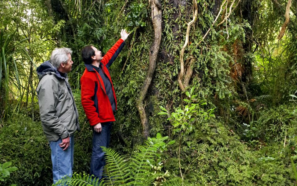 Take an exotic and fascinating guided rainforest discovery walk during your Wilderness Lodge, NZ, holiday.