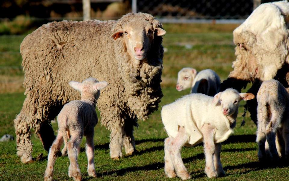 See Merino ewes with their lambs and New Zealand's Wilderness Lodge.