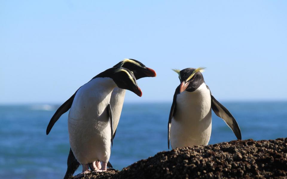 See cute Tawaki Penguins up close on the Lake Moeraki Coastline during your Wilderness Lodge stay.