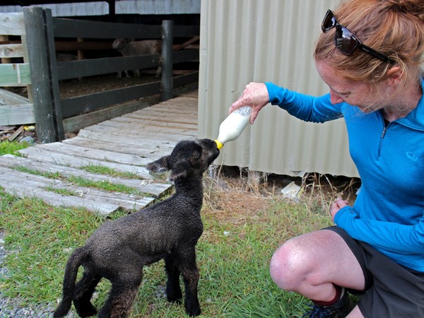 feed orphan lambs on the farm