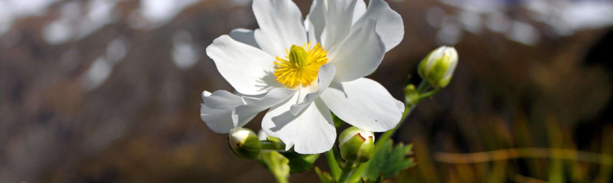 Mt Cook Buttercup flowering in Arthur's Pass National Park, South Island, NZ