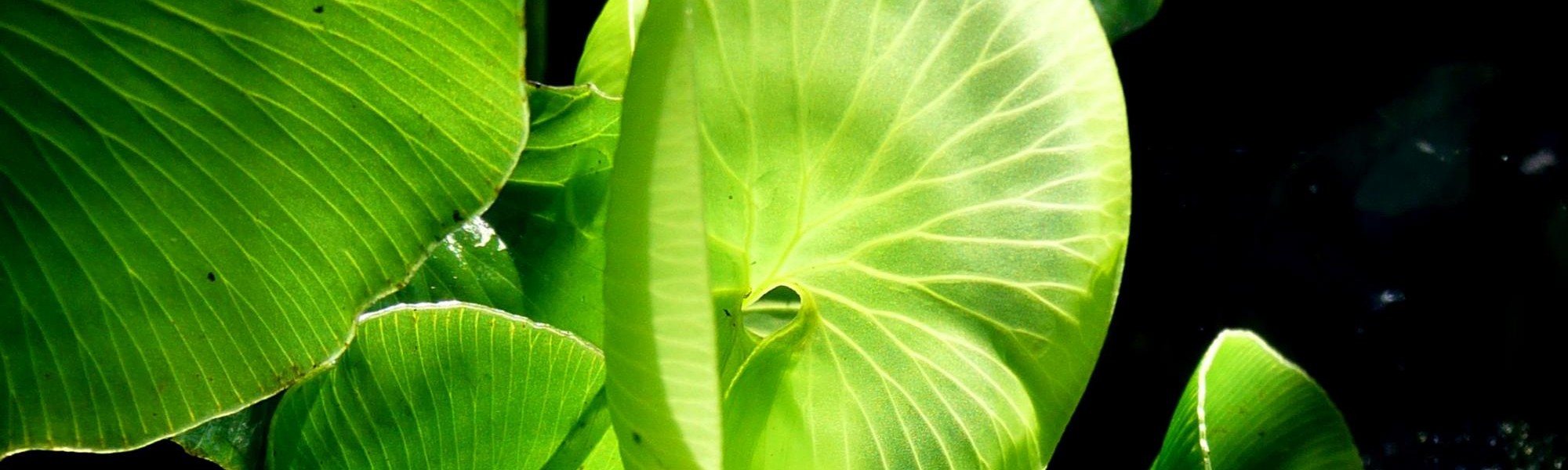 Ferns closeup