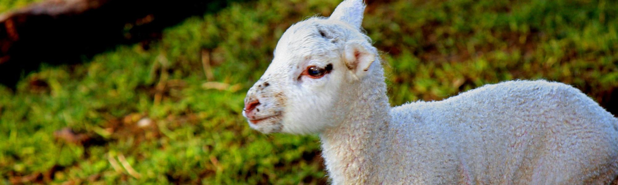 Feed an adorable orphan lamb at Wilderness Lodge on New Zealand's West Coast.