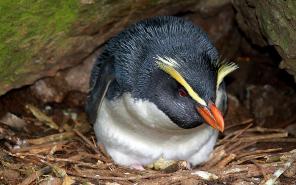 View Tawaki Penguins in their natural habitat on the Lake Moeraki Coastline of New Zealand.