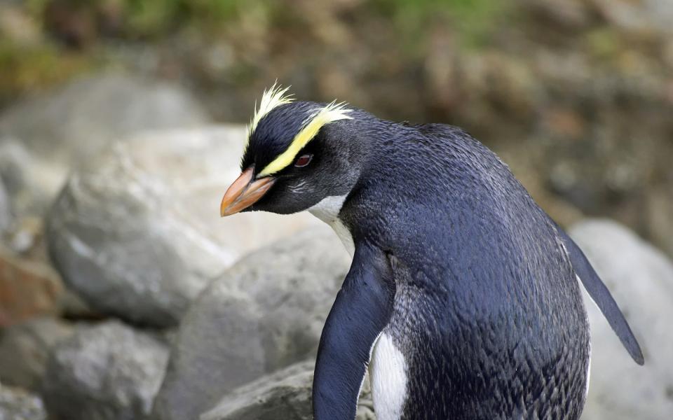 Join guided tours to see penguins with Wilderness Lodge Lake Moeraki