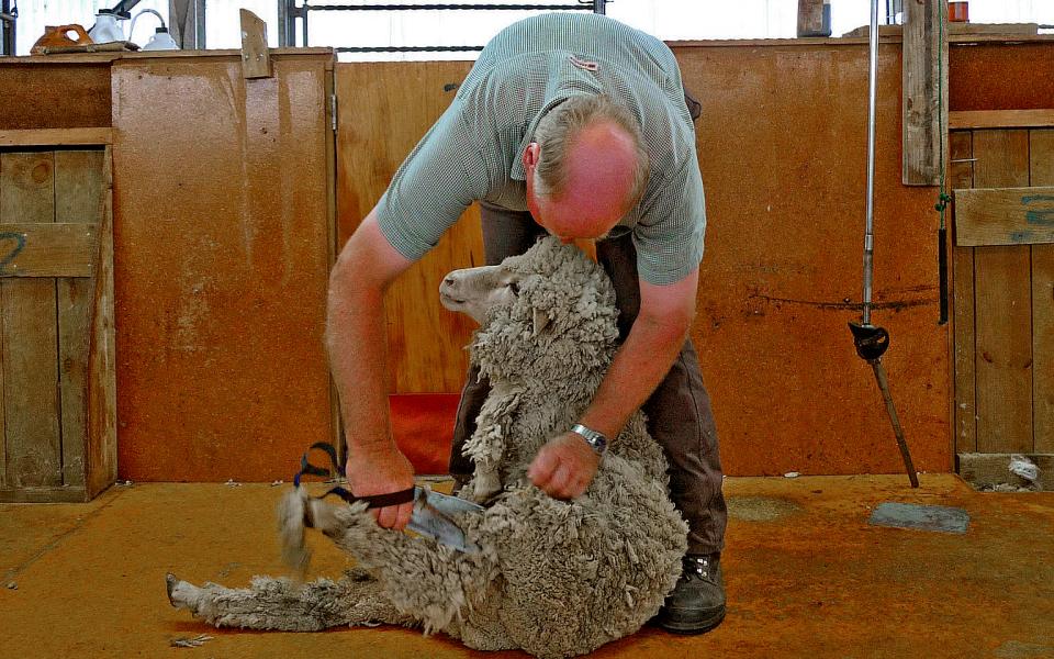 In the Southern Alps, sheep are still shorn with hand blades