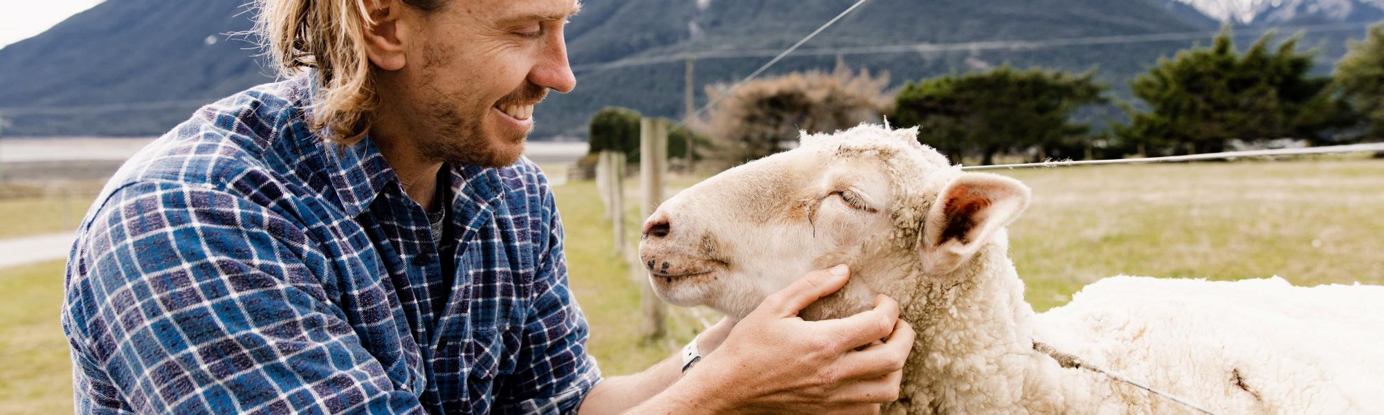 Meet sheep on the Wilderness Lodge farm