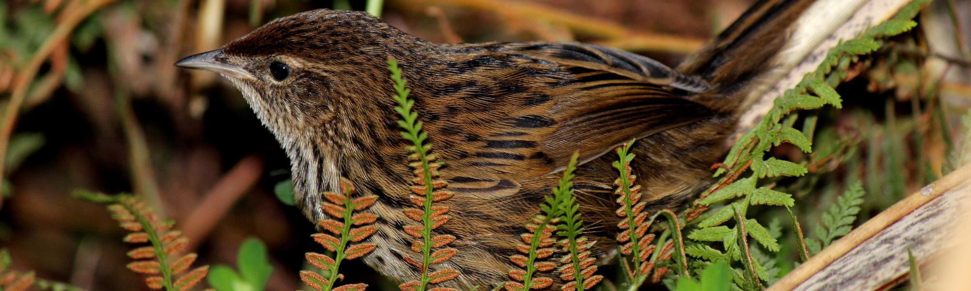 See a gorgeous New Zealand Fernbird at Lake Moeraki on the South Island's West Coast