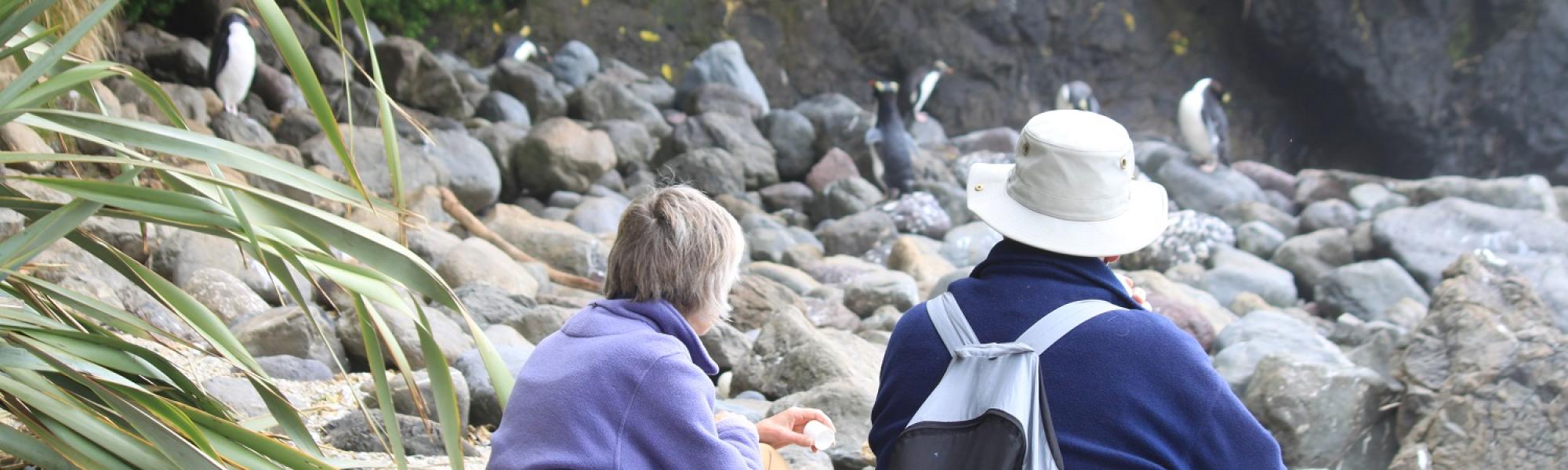 Watching wild penguins with Wilderness Lodge Lake Moeraki, New Zealand