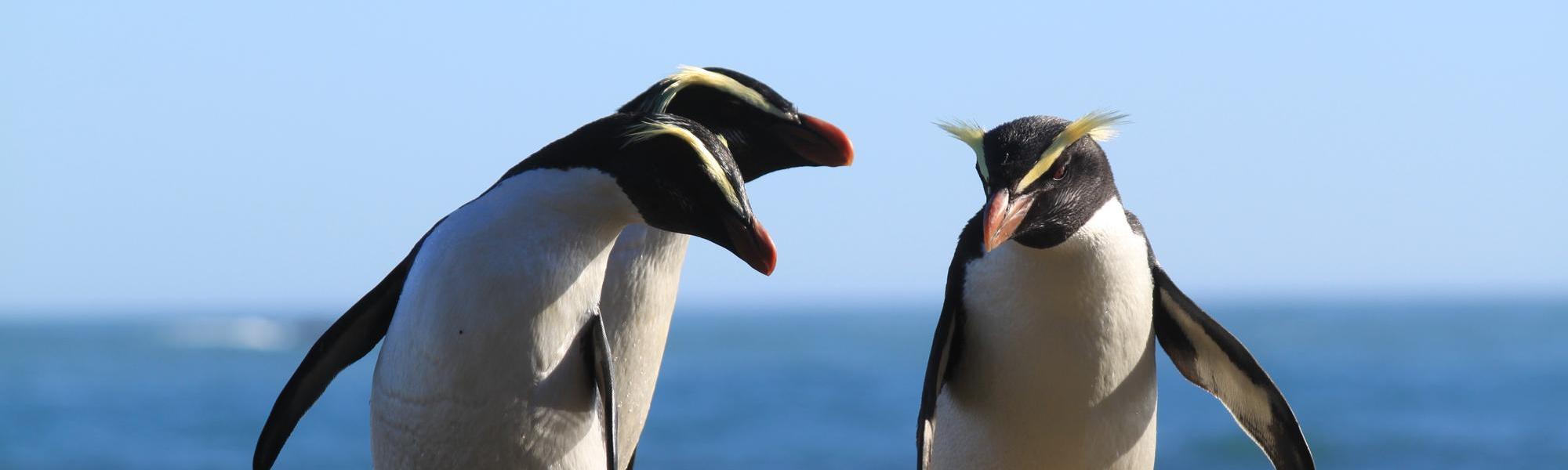See cute Tawaki Penguins up close on the Lake Moeraki Coastline during your Wilderness Lodge stay.