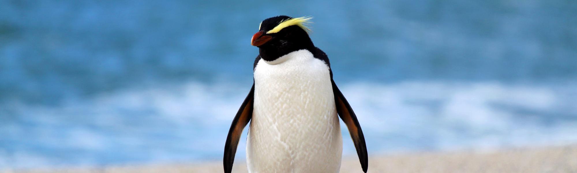 See a Tawaki Penguin up close on the Moeraki Seacoast in New Zealand