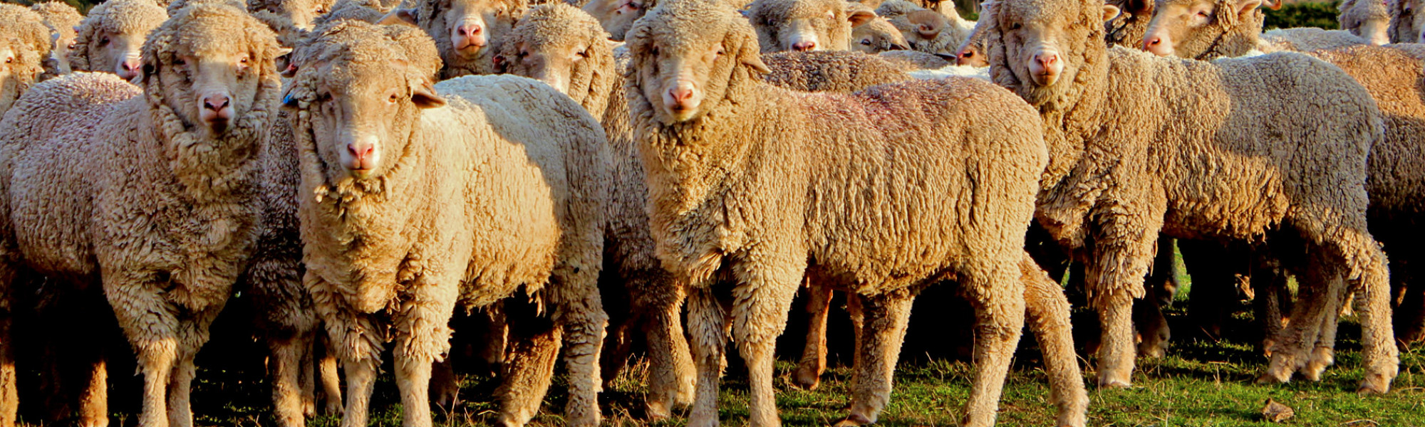 Discover the Wilderness Lodge Arthur's Pass Farm, and see real NZ sheep shearing.