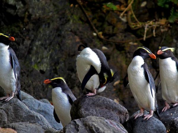 watch shy tawaki penguins