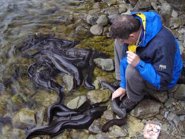 handfeed river monsters, NZ longfinned eels